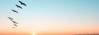 Birds flying over the sea
