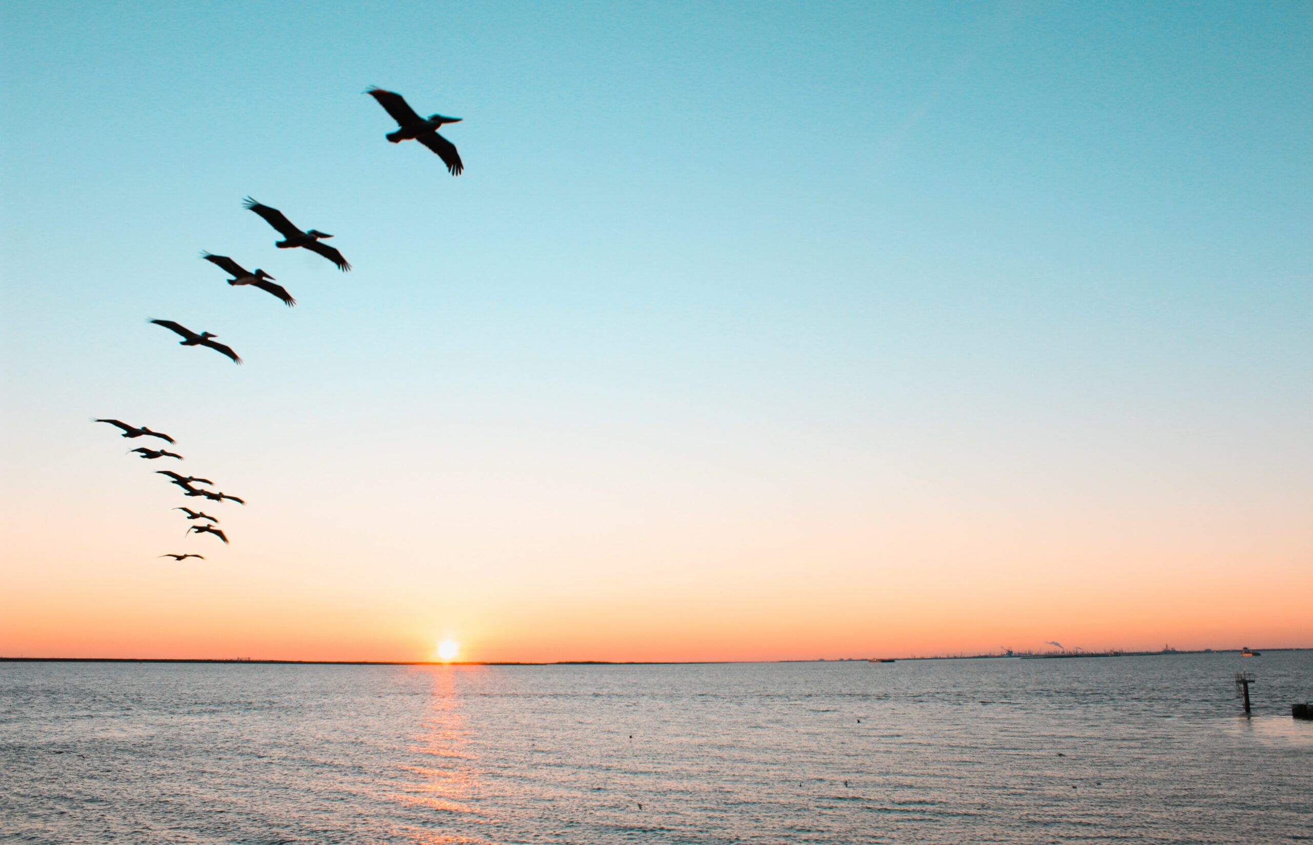 Birds flying over the sea