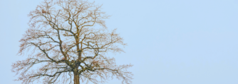 Tree standing alone in a field