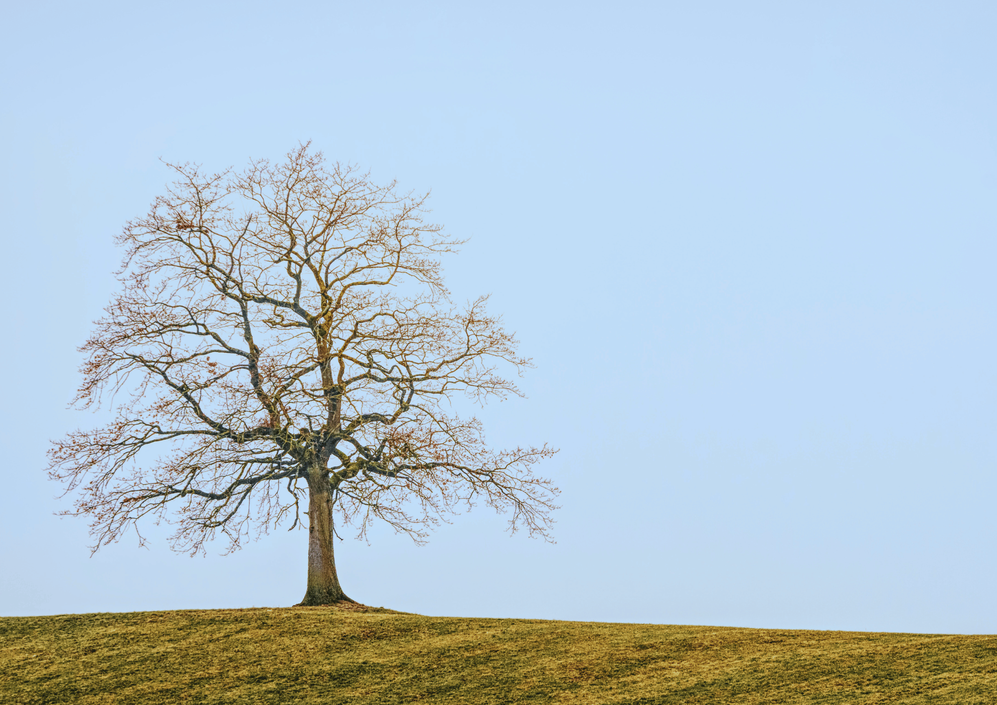 Tree standing alone in a field