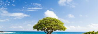 olive tree and sea
