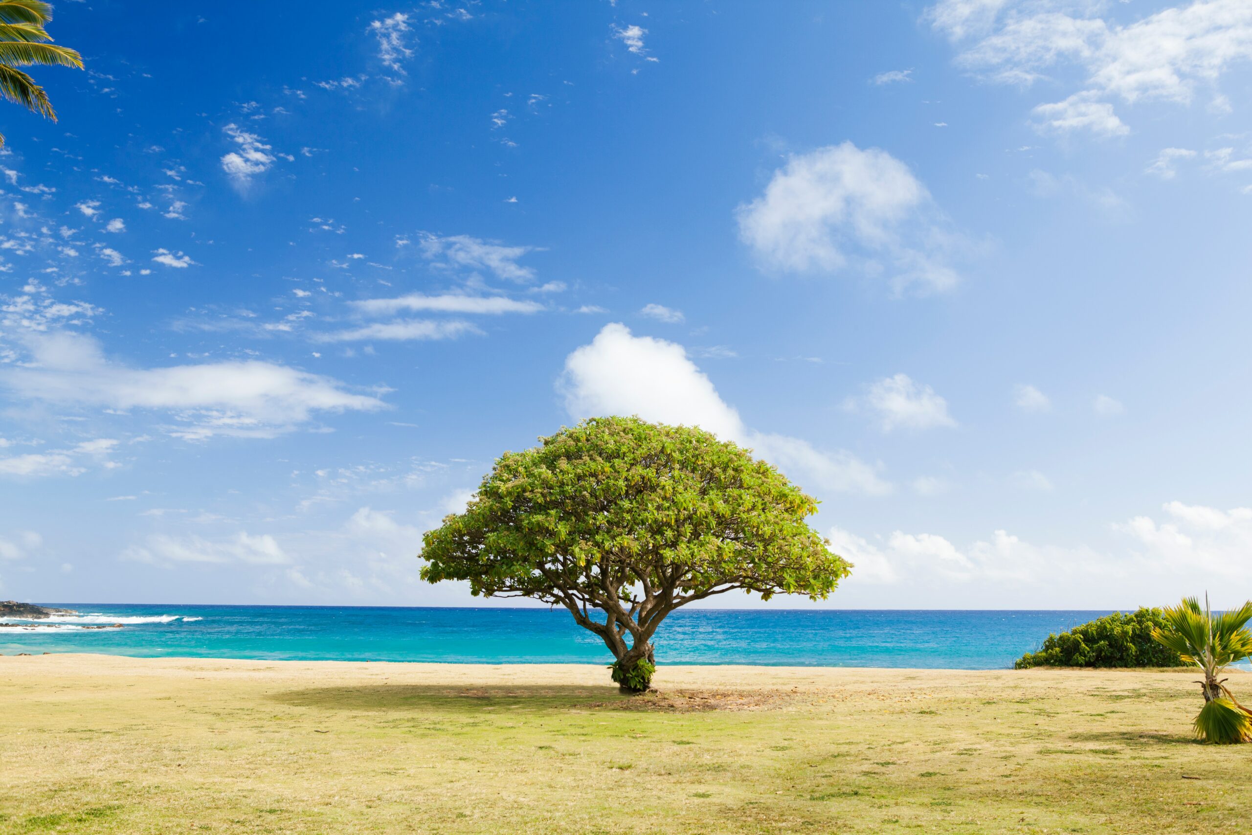 olive tree and sea